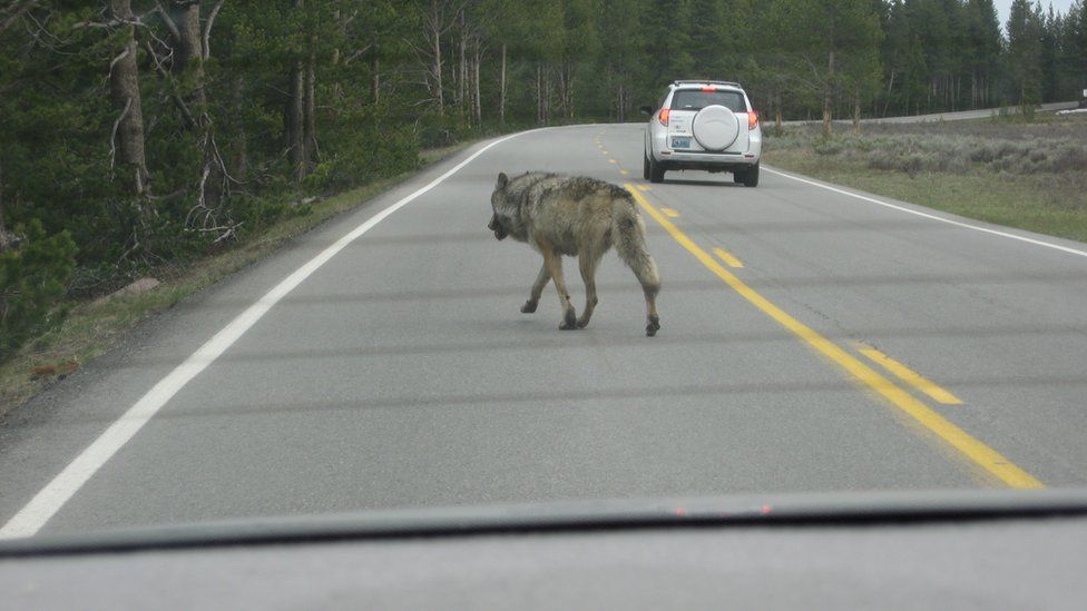 Wolf crossing a road