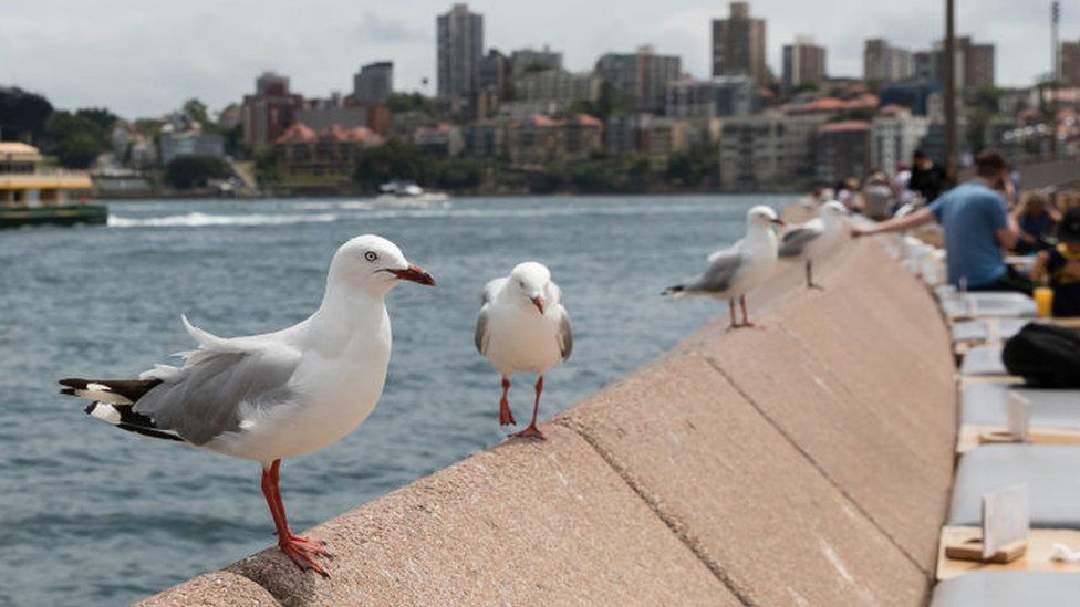 Seagulls outside Sydney Opera House