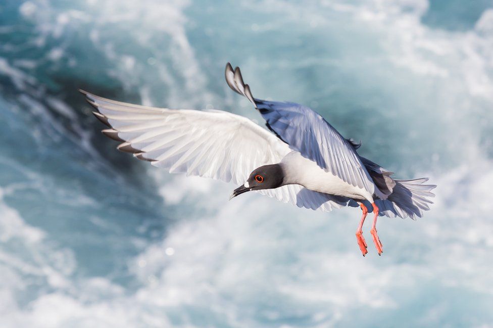A swallow-tailed gull in flight