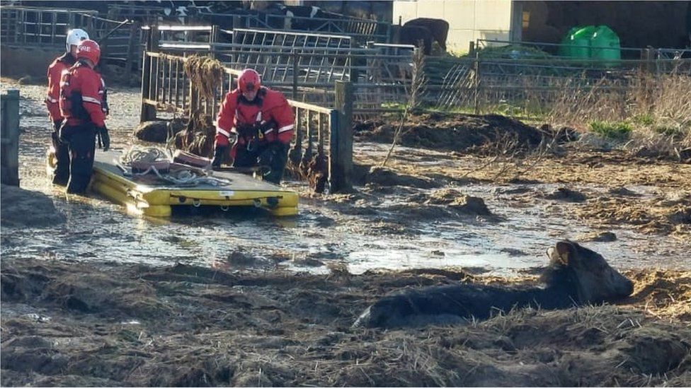 Firefighters with a raft approaching a cow stuck up to its neck in a slurry pit