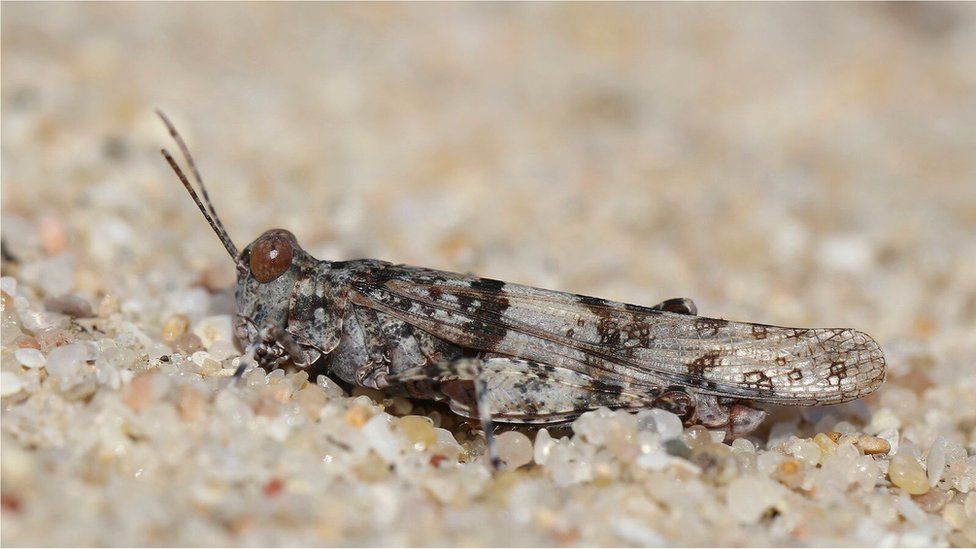 Knotty sand grasshopper