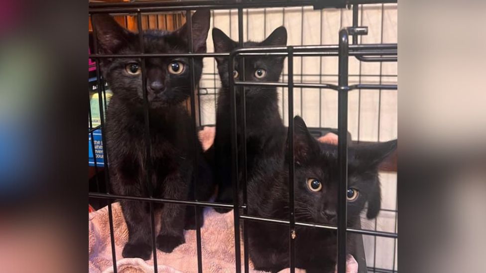Three black kittens