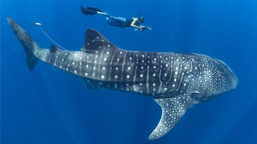 Whale shark