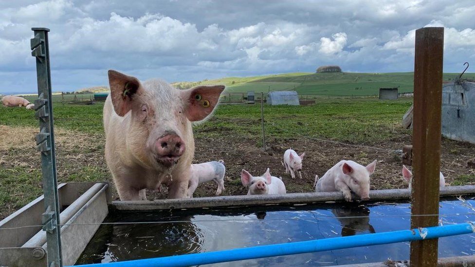 Pigs drinking from a water trough