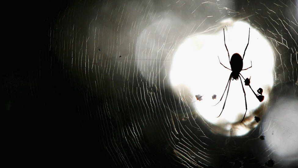 A spider sits in its web