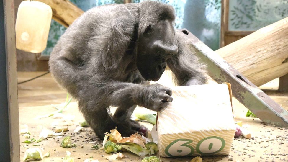Delilah the gorilla opening her 60th birthday box