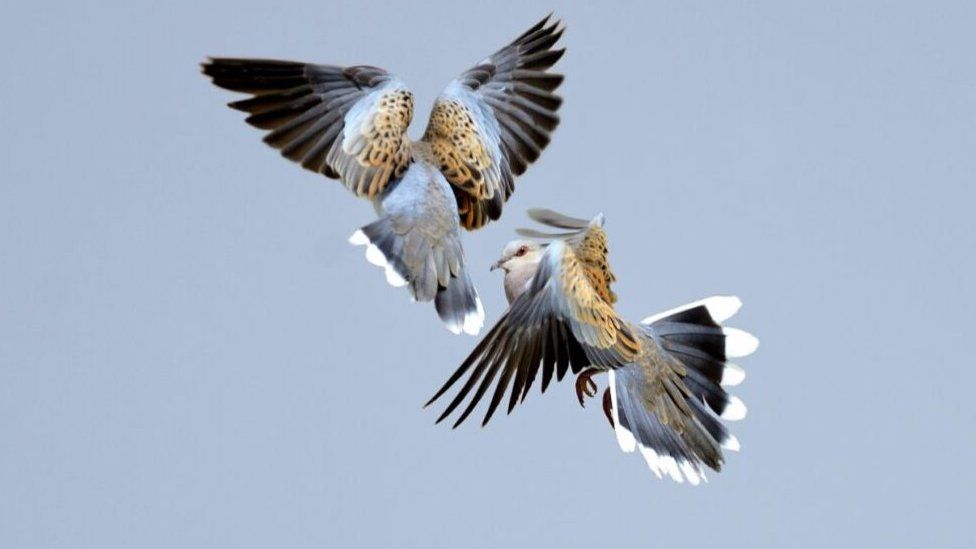 Turtle doves in flight