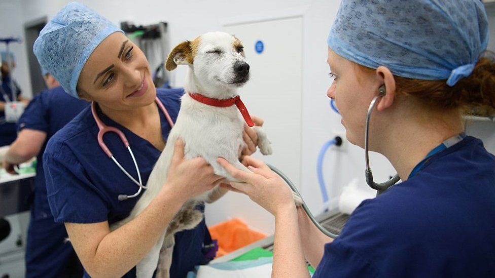 Battersea Dogs' and Cats' Home