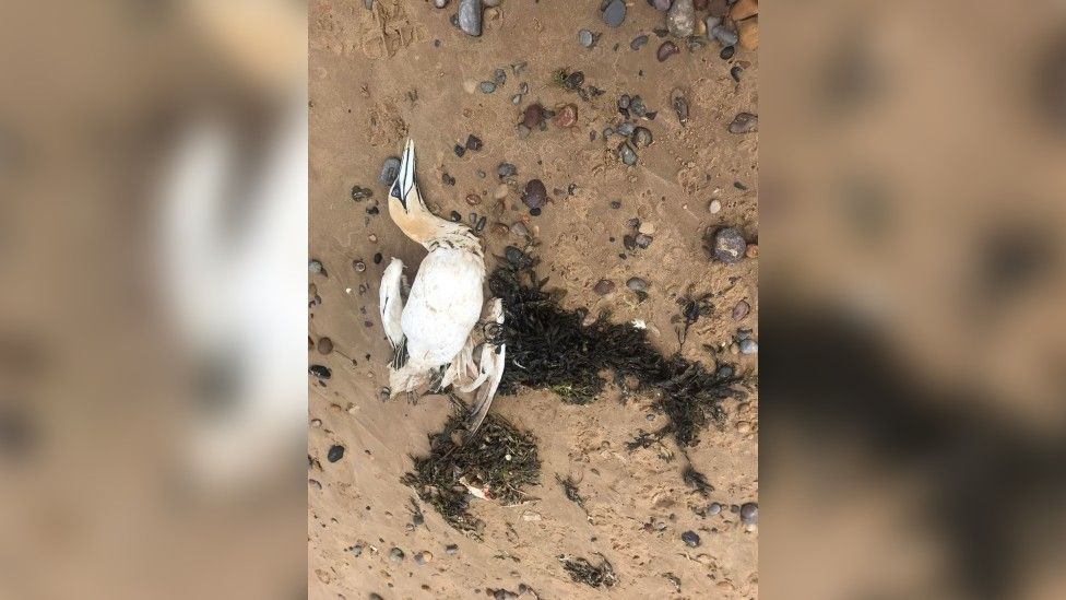 Dead seabird at Saltburn-by-the-Sea