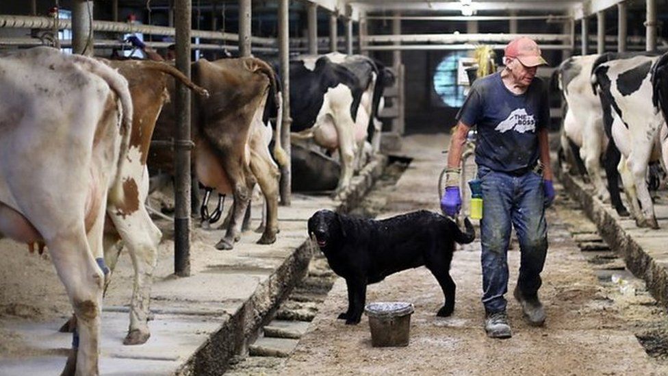 Roger Voelker at the family's dairy farm.