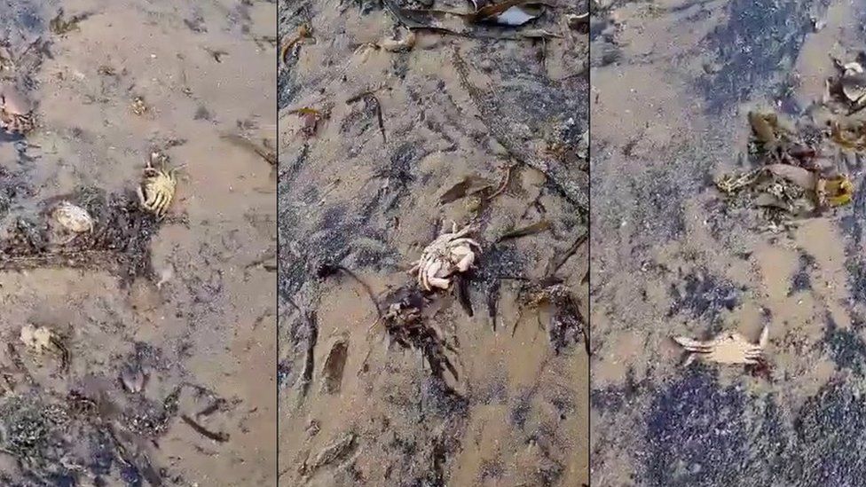 Three photos showing dead crabs at Seaton Carew taken 6 October