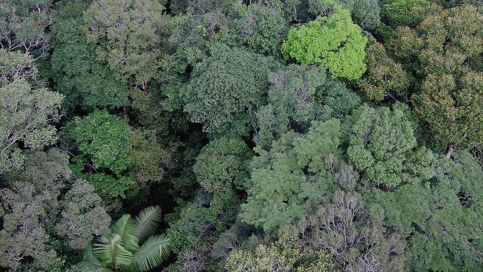 Rainforest canopy, Amazon (Image: Kyle Dexter)
