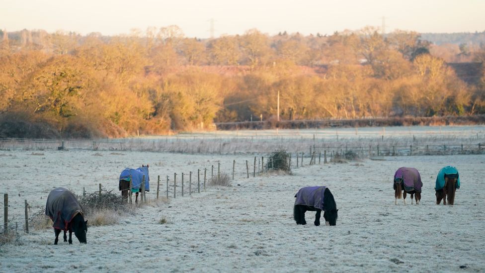 Horses in a frozen field near to Dogmersfield in Hampshire.