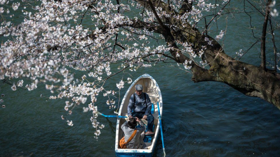 Cherry Blossoms In Japan Bloom Early For A Sakura Surprise! - BBC Newsround