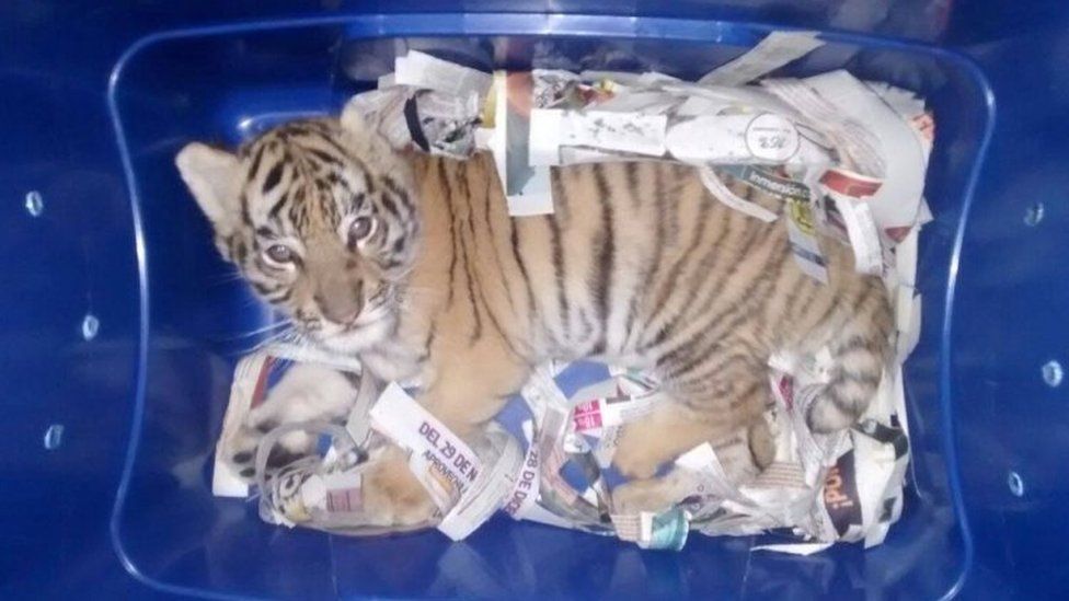 A baby tiger is seen after intercepted from being mailed inside Mexico, in Tlajomulco De Zuniga, Jalisco, Mexico February 7, 2018 in this picture obtained from social media.