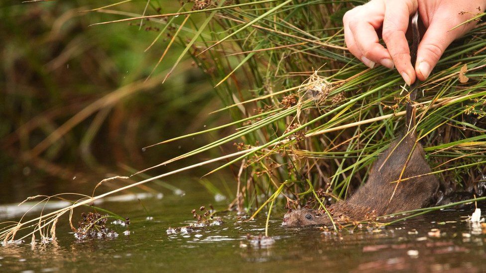 Water vole being released
