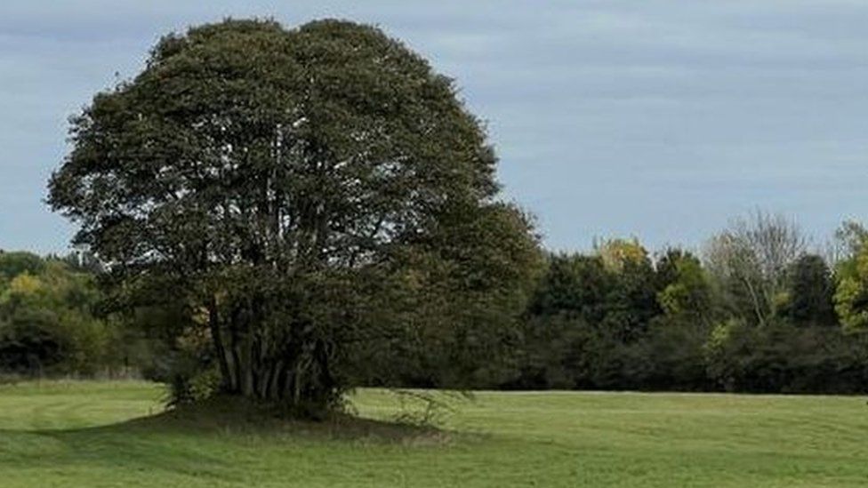 Trees in north Northamptonshire