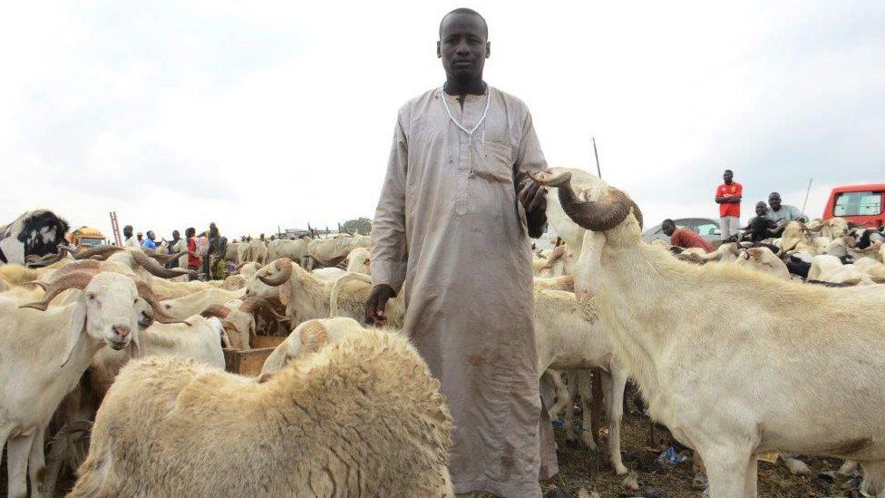 A vendor pose for photo as he displayed rams for sale at a cattle market in Kara Isheri in the state Ogun State, southwest Nigeria, ahead of Muslim festival of Eid al-Adha on July 29, 2020. Nigeria President, Muhammadu Buhari on Wednesday imposed tight movement restrictions across the country in order to stop the spread of COVID-19 coronavirus disease, he will be observe this years Eid-el-Kabir prayers with his family members within the Presidential Villa, Abuja. Before the COVID-19 pandemic, Buhari usually joins Muslims for Eid prayers in any of the prayer grounds in Abuja whenever he does not travel to his home town, Daura in Katsina State for the festivals. He also advised Where small groups choose to hold the Eid together, face masks are absolutely necessary, as is social distancing. Advisedly, such prayers should hold outdoors and worshippers are encouraged to bring their own prayer mats.