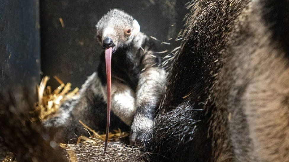 Baby giant anteater at Chester Zoo