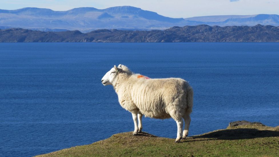 Sheep looks to Skye