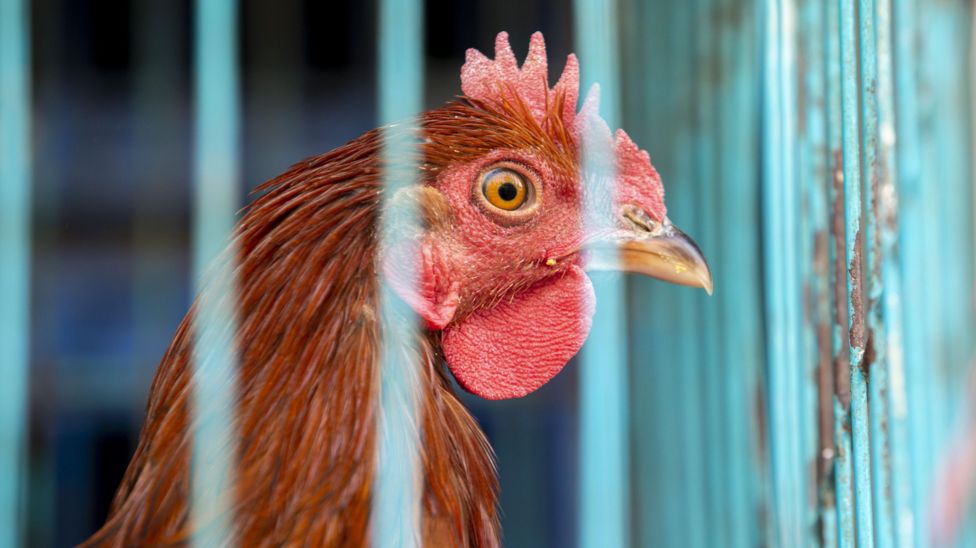 Gloucestershire Farmer Fined For Ignoring Bird Flu Restrictions - BBC News