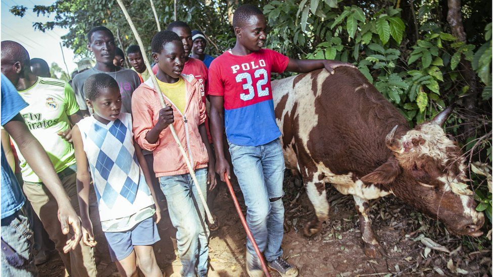 Crowds walk with defeated bull Tupa Tupa in western Kenya