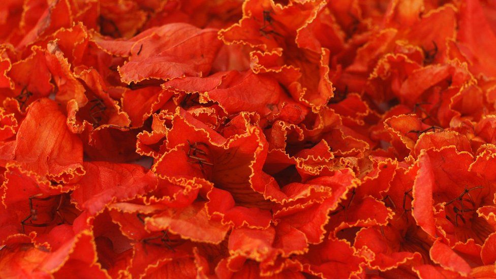 Tulipan leaves