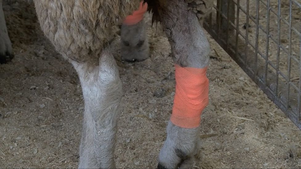 Fitted tracker on sheep's leg