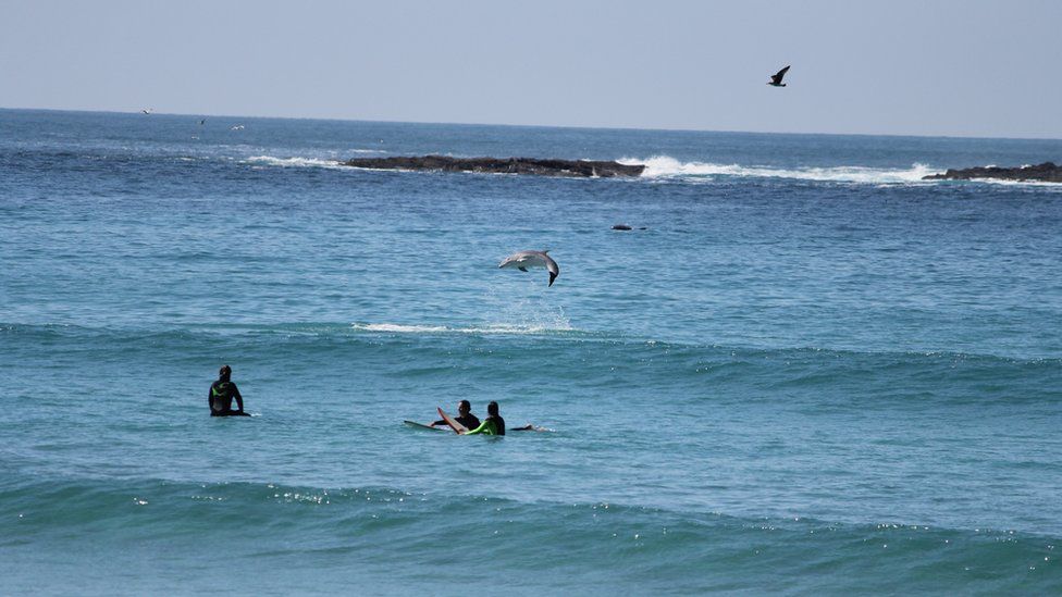 Dolphin pictured breaching near surfers in Cornwall - BBC News