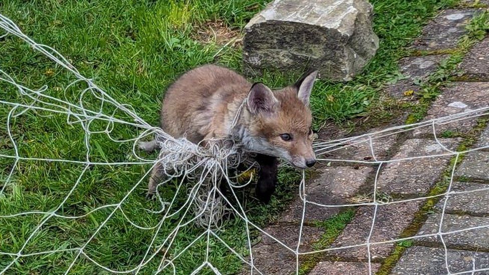 Fox cub in Bradford trapped in netting