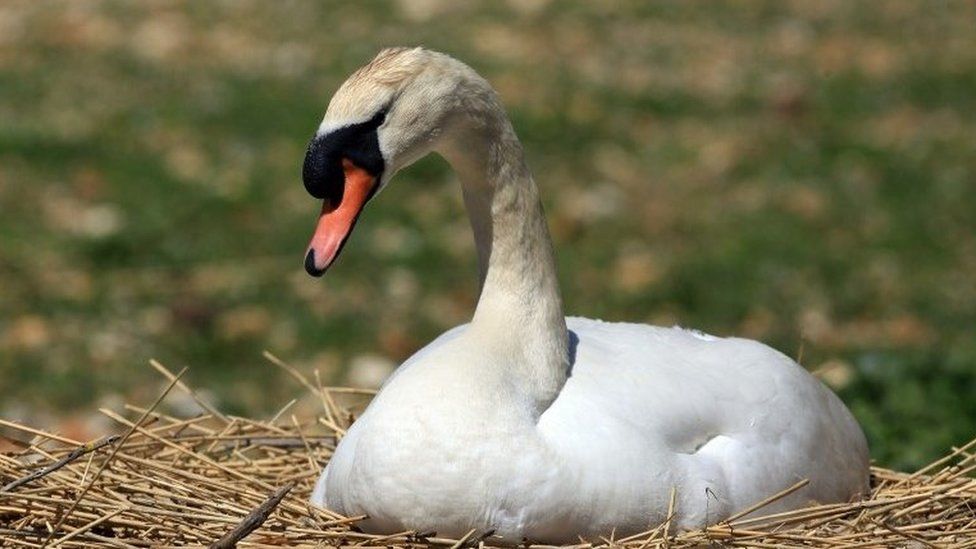 Swan at Abbotsbury