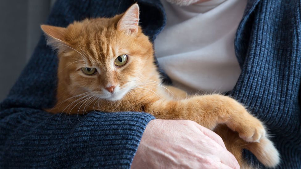 Man's arm cradling a ginger cat