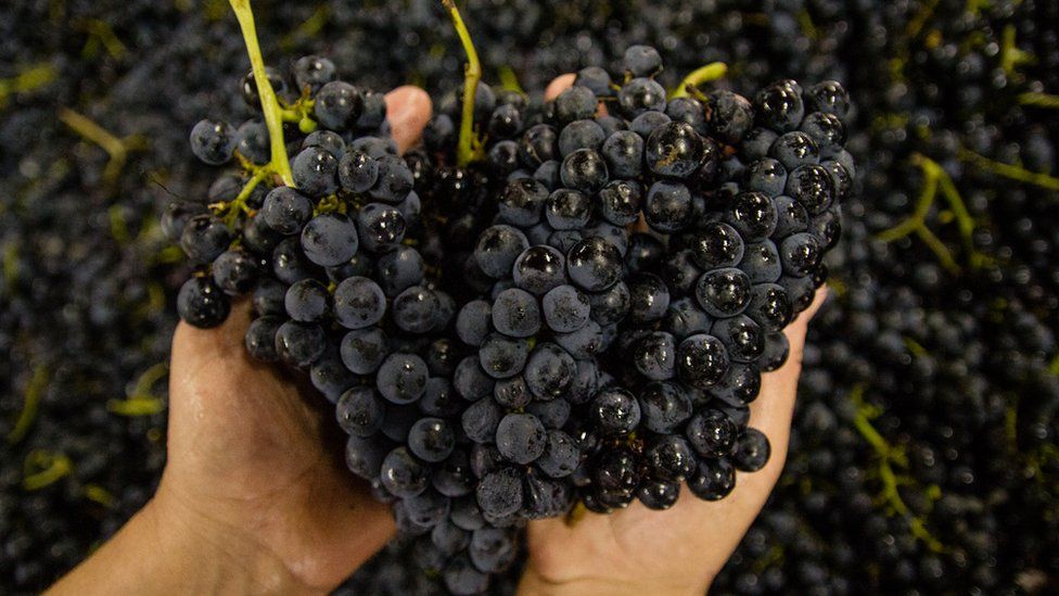 Grapes at winery Miolo