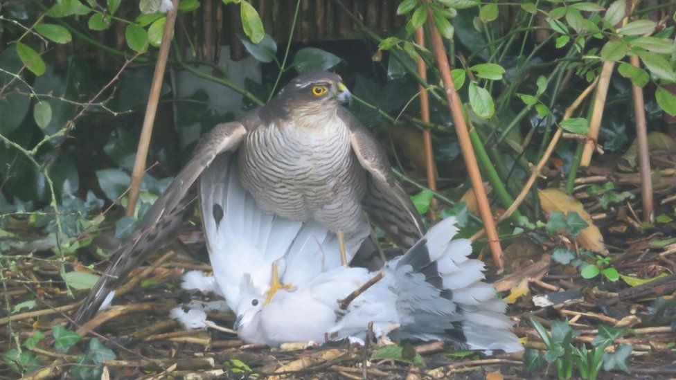Sparrowhawk stands on the neck of a Collared Dove