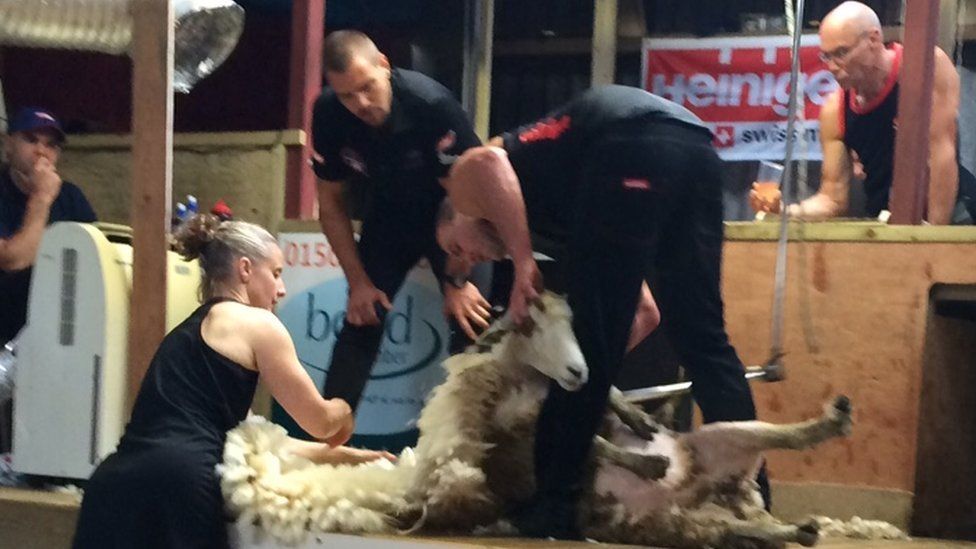 Donegal man breaks world sheep shearing record by one lamb BBC News