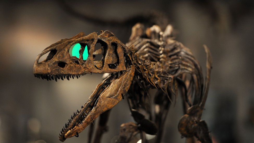 Rare juvenile Allosaurus on display at Summer Place Auctions