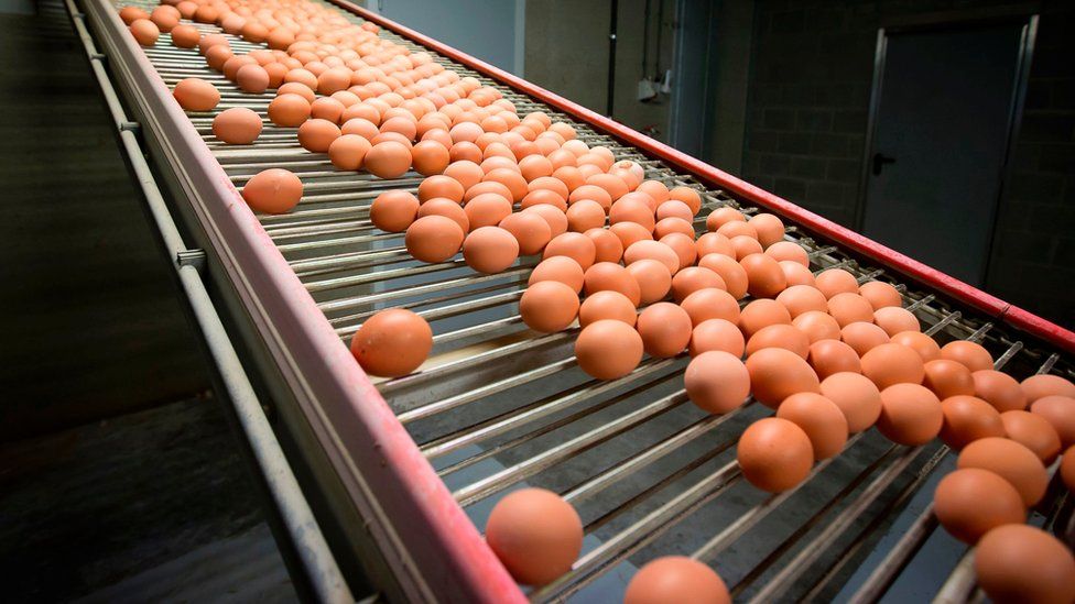 Eggs roll down an assembly line in a factory in Belgium