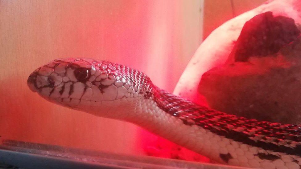 Snake in vivarium