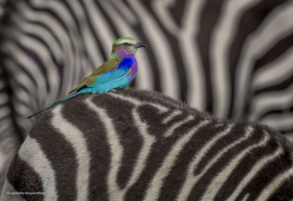 A lilac-breasted roller on the back of a zebra.