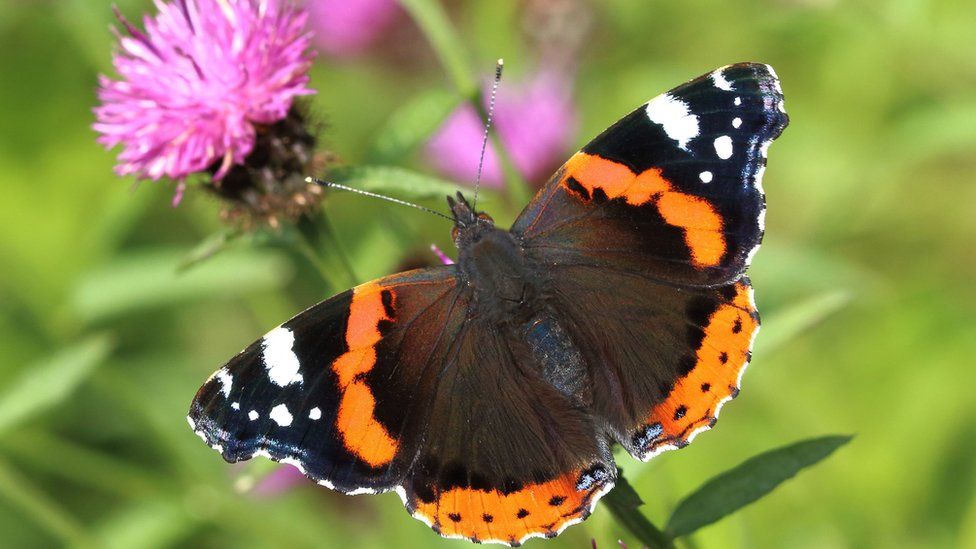 Butterfly Conservation of a Red Admiral butterfly