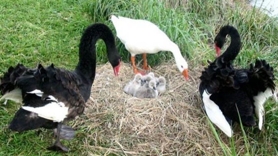 Thomas (white goose) and Henry and Henrietta (black swans)