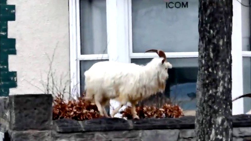 Goat outside house