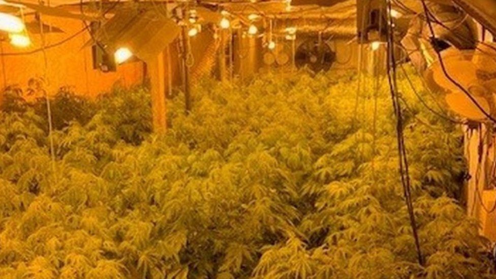 Cannabis plants