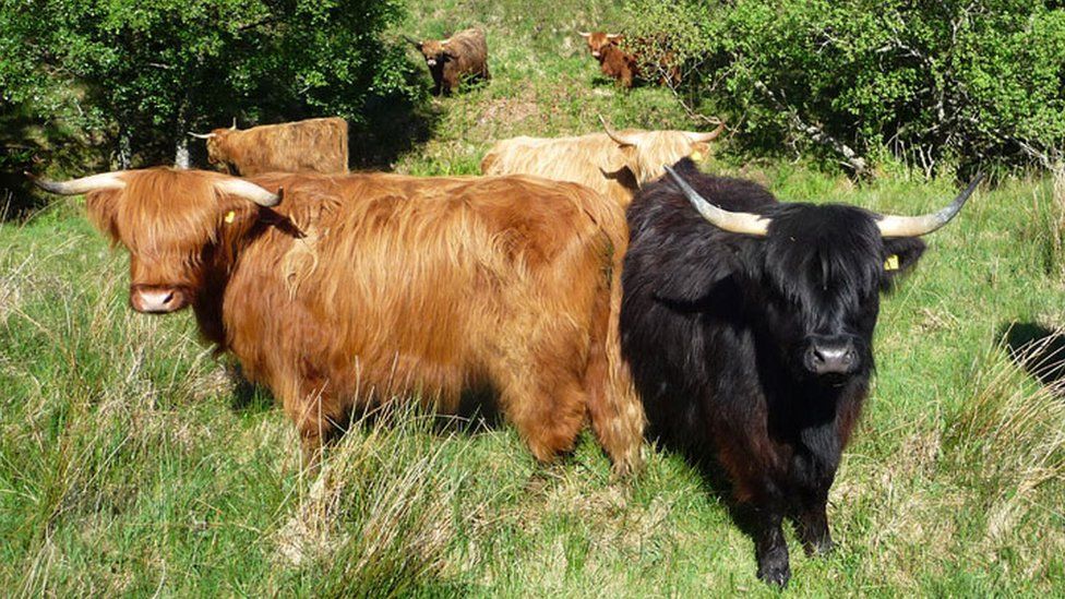 How cattle are helping rare butterflies to thrive at Mabie Forest - BBC ...