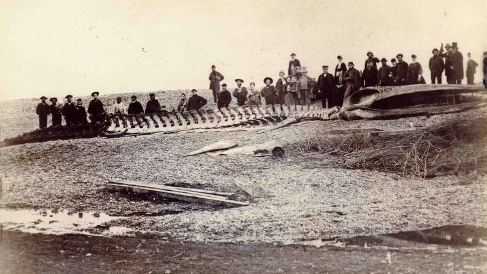 Finback whale skeleton on Sussex beach, about 1865