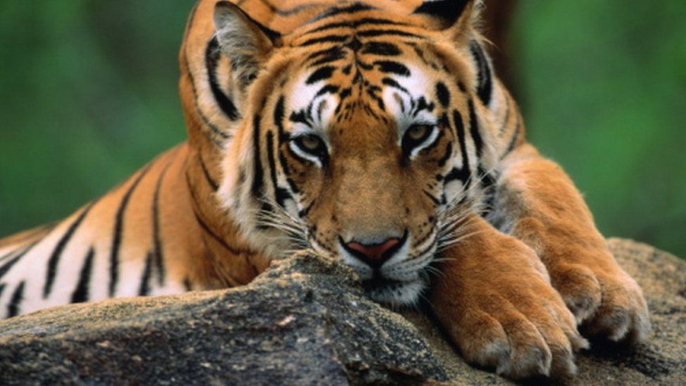 Тигры замечены в лесу Карнатаки