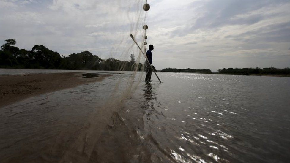 Fisherman Lucimar Souza works on the rescue of fishes in the waters of the Rio Doce (Doce River) in Linhares