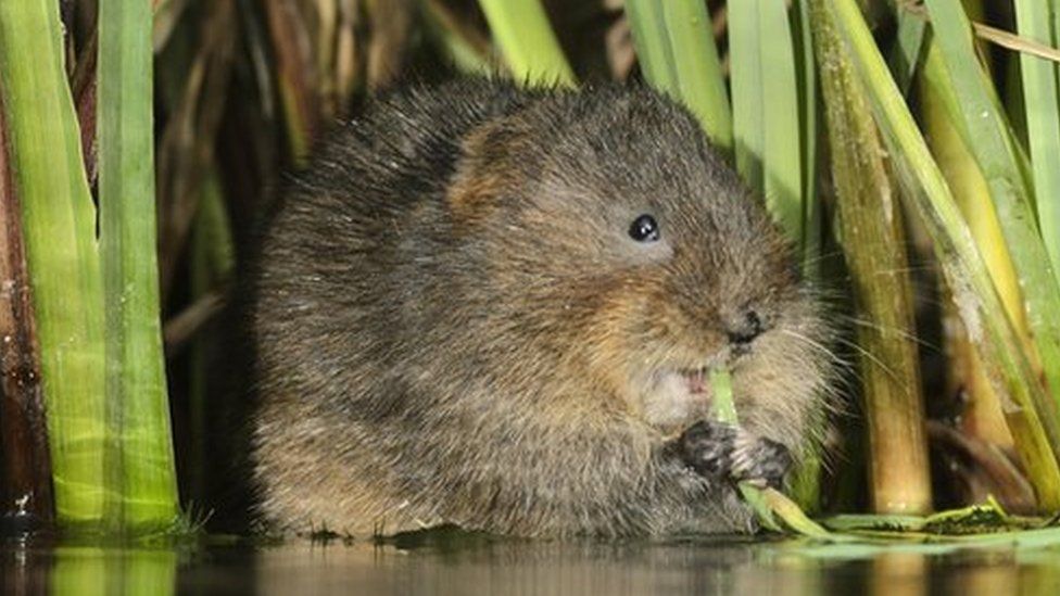 Water Vole at Woodhall Estate