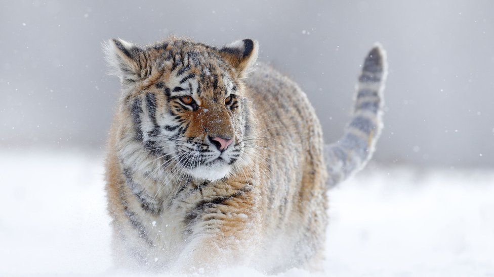 Tigri siberian duke ecur nëpër borë të thellë, pylli Taiga, Rusi