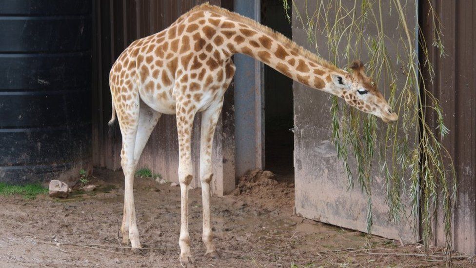 A giraffe nibbles at leaves